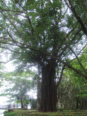 arbre-geobiologie